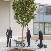 Ein Kirschbaum für die Pfandbriefbank